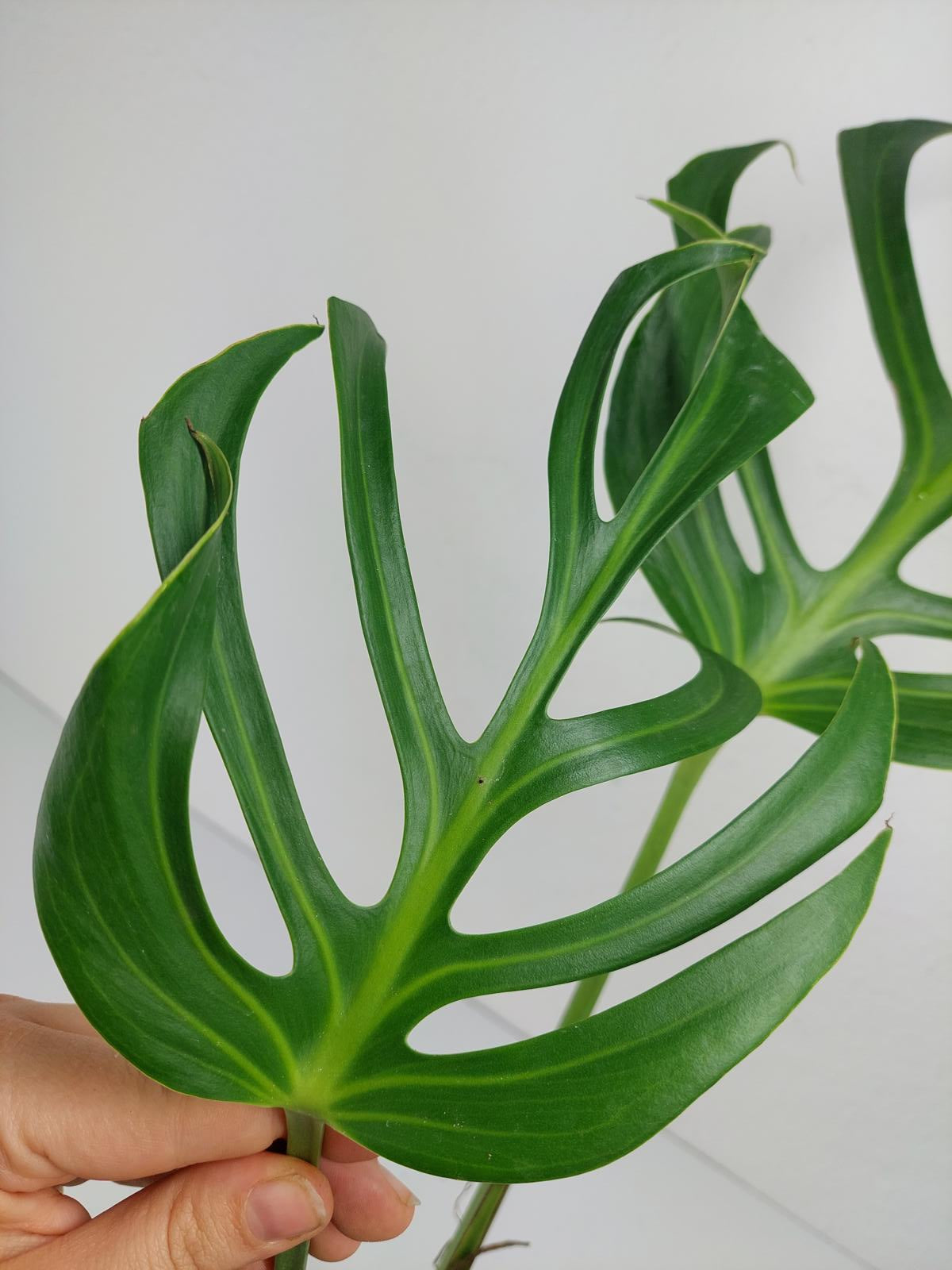 Monstera Burle Marx Flame