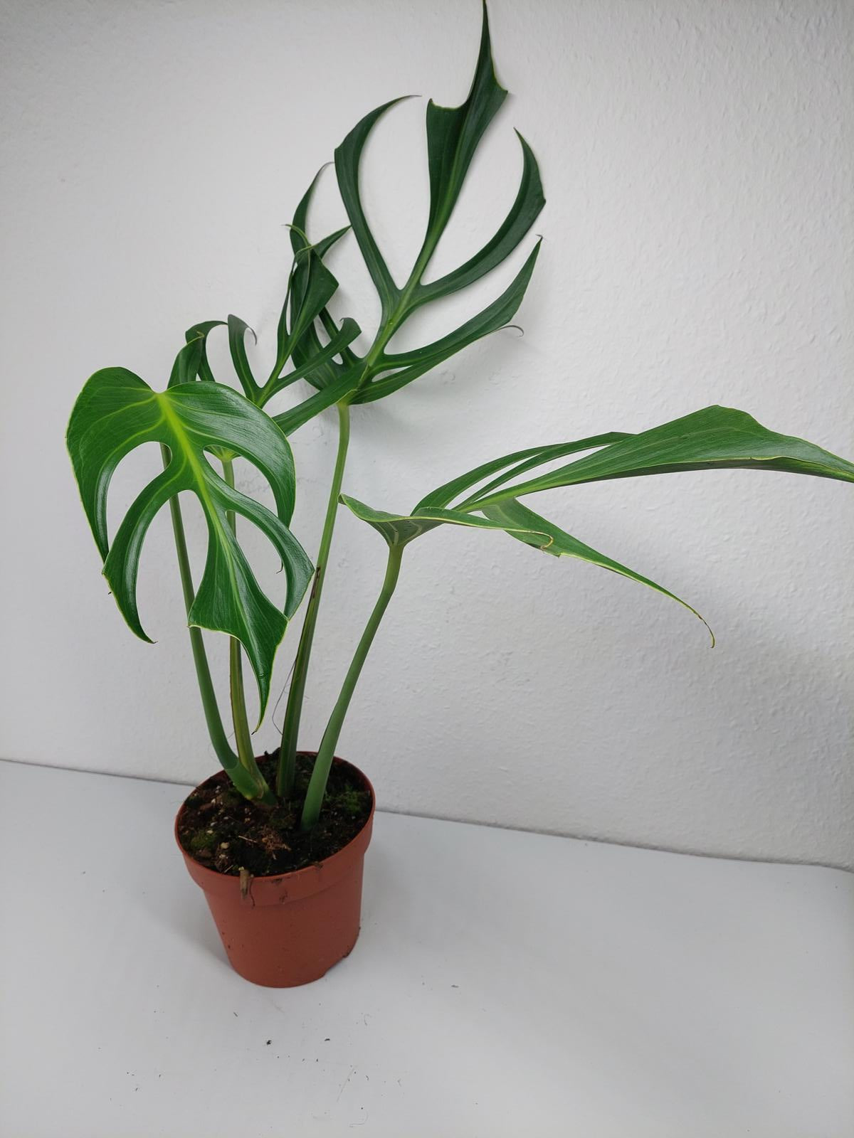 Monstera Burle Marx Flame