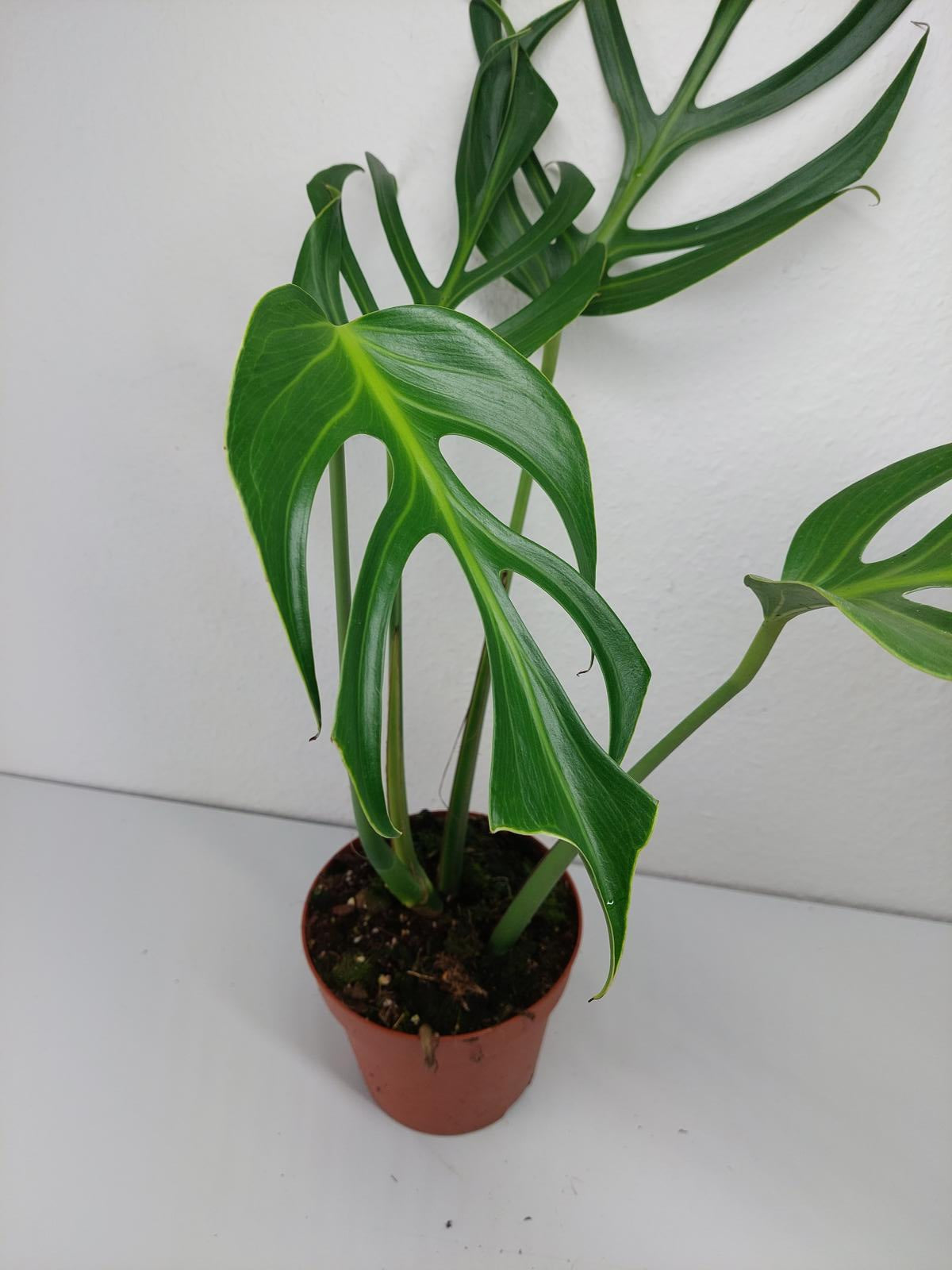 Monstera Burle Marx Flame