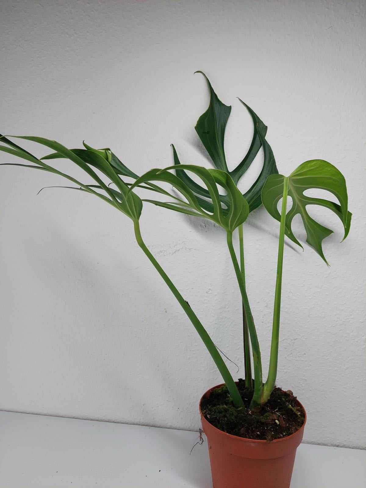 Monstera Burle Marx Flame