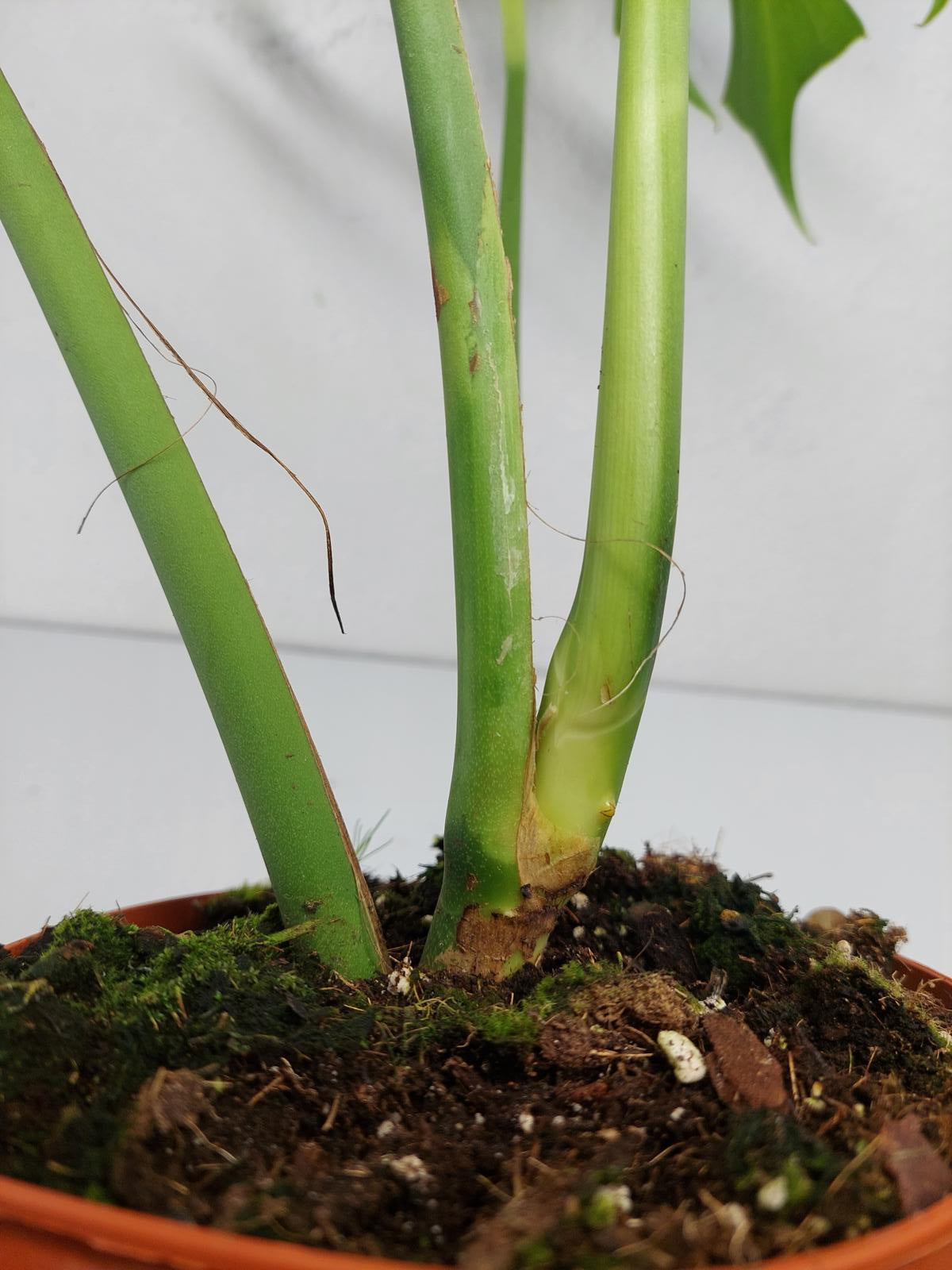 Monstera Burle Marx Flame