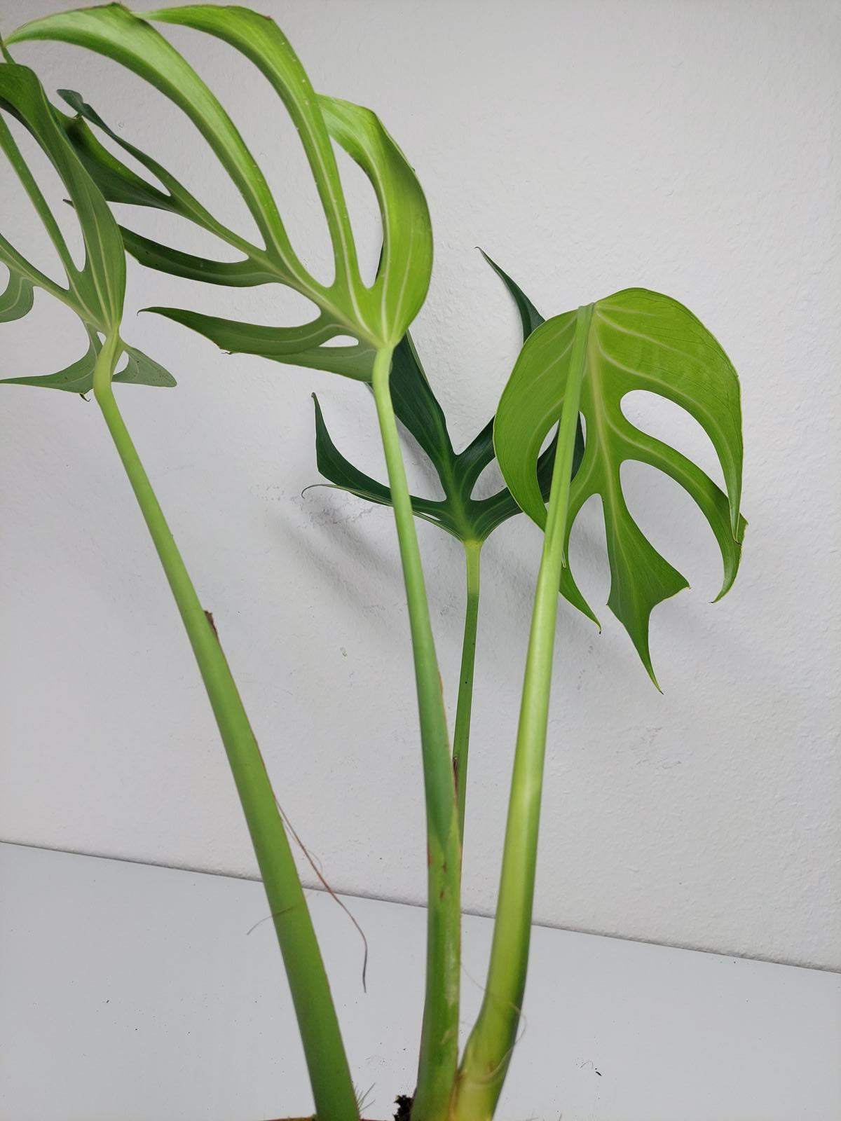 Monstera Burle Marx Flame