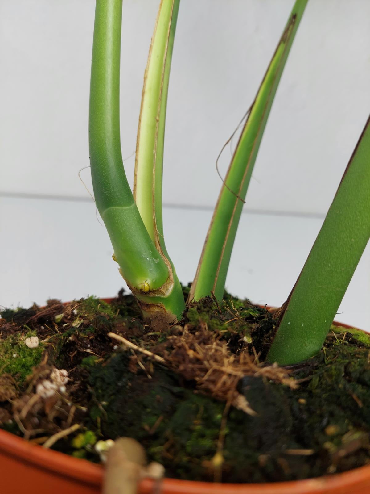 Monstera Burle Marx Flame