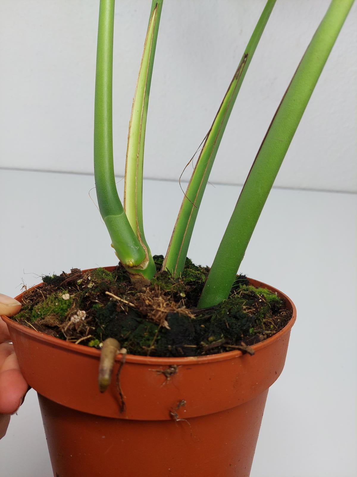 Monstera Burle Marx Flame