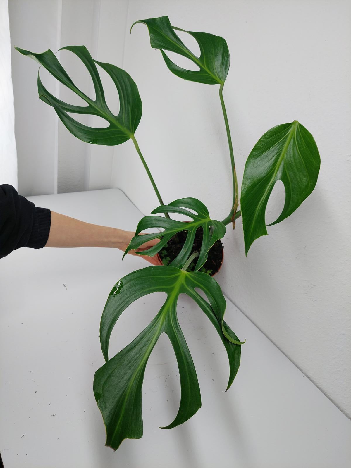 Monstera Burle Marx Flame