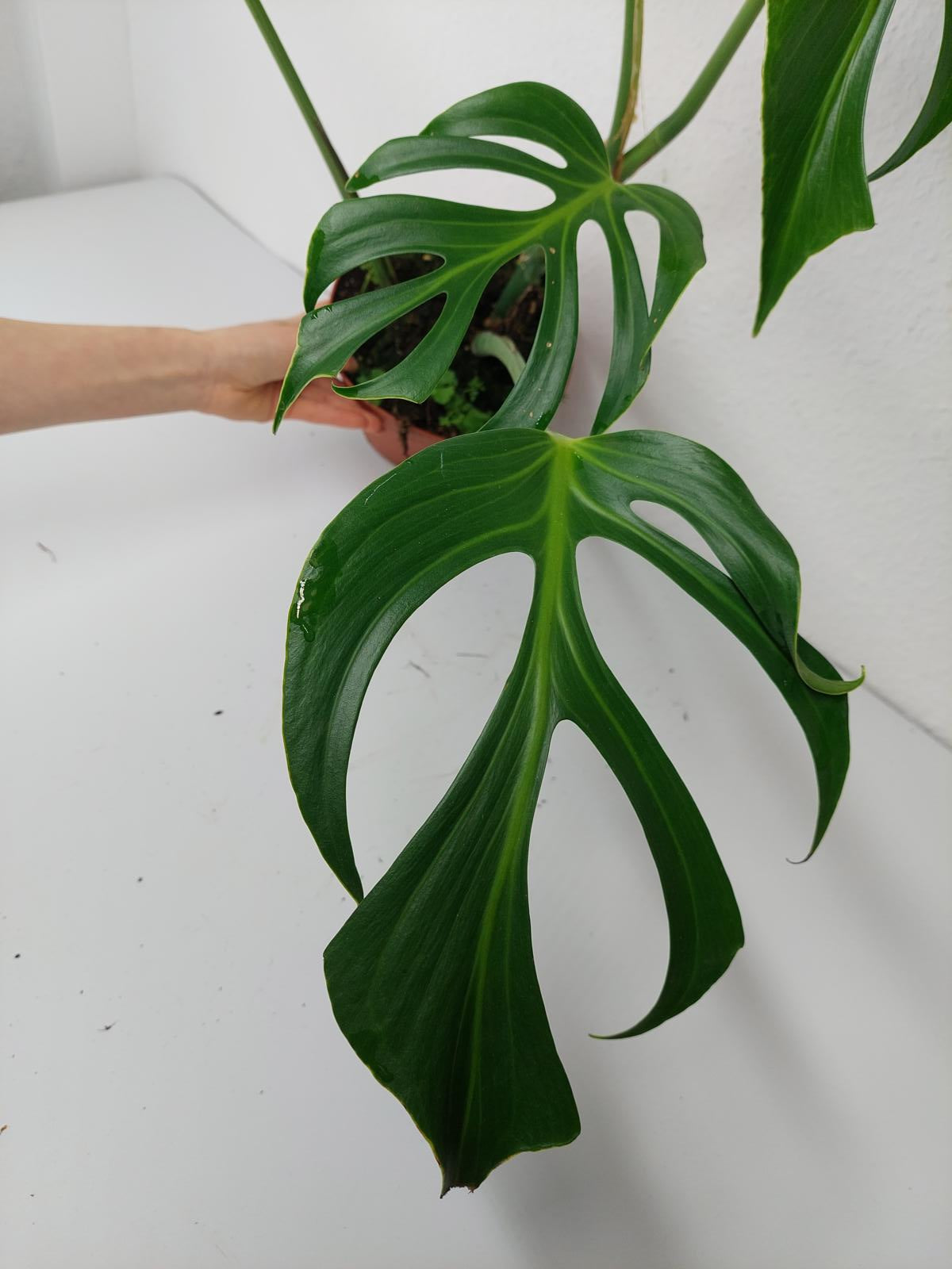 Monstera Burle Marx Flame