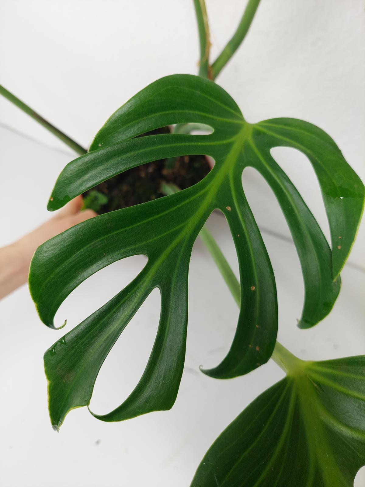 Monstera Burle Marx Flame