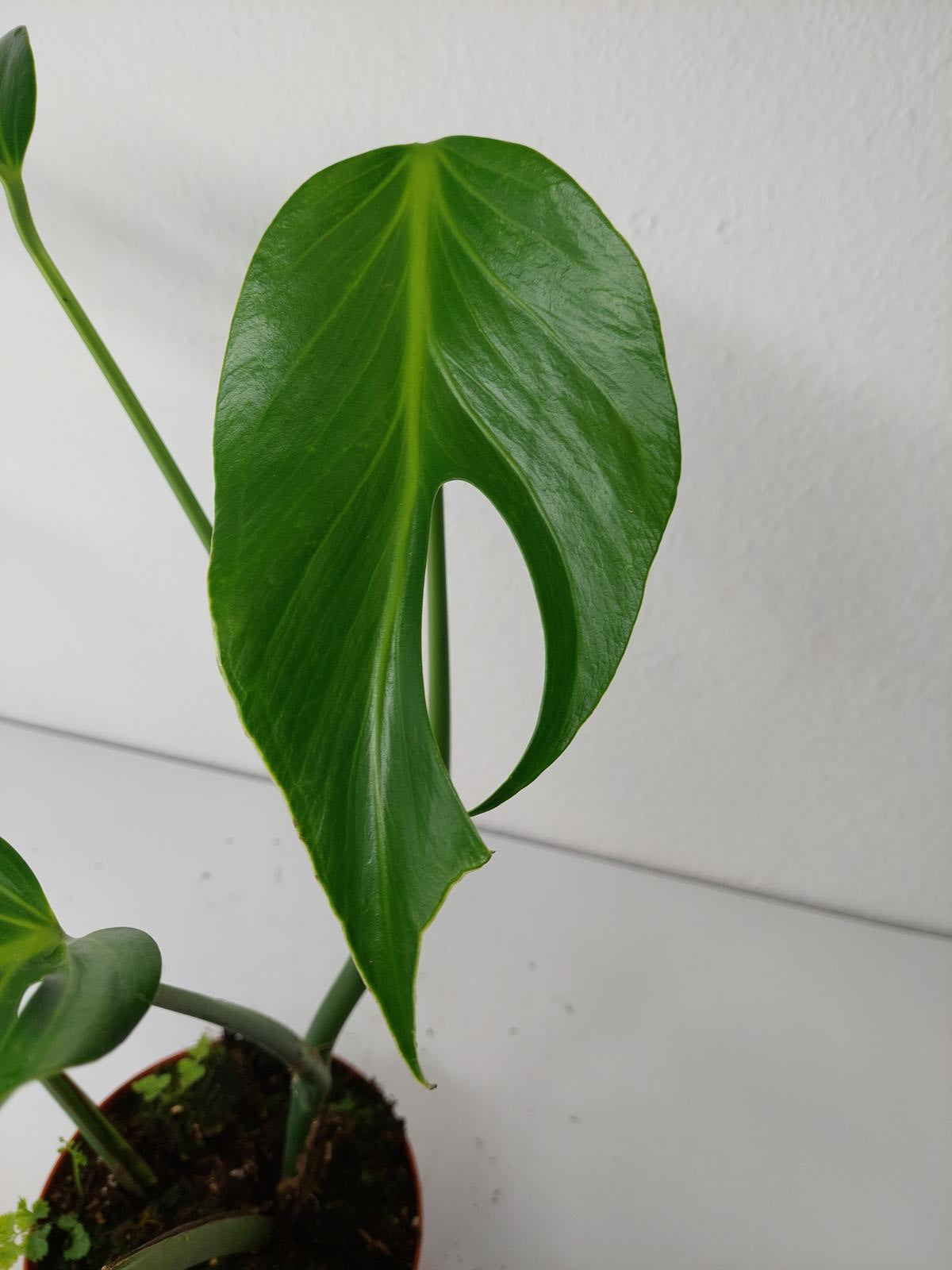 Monstera Burle Marx Flame