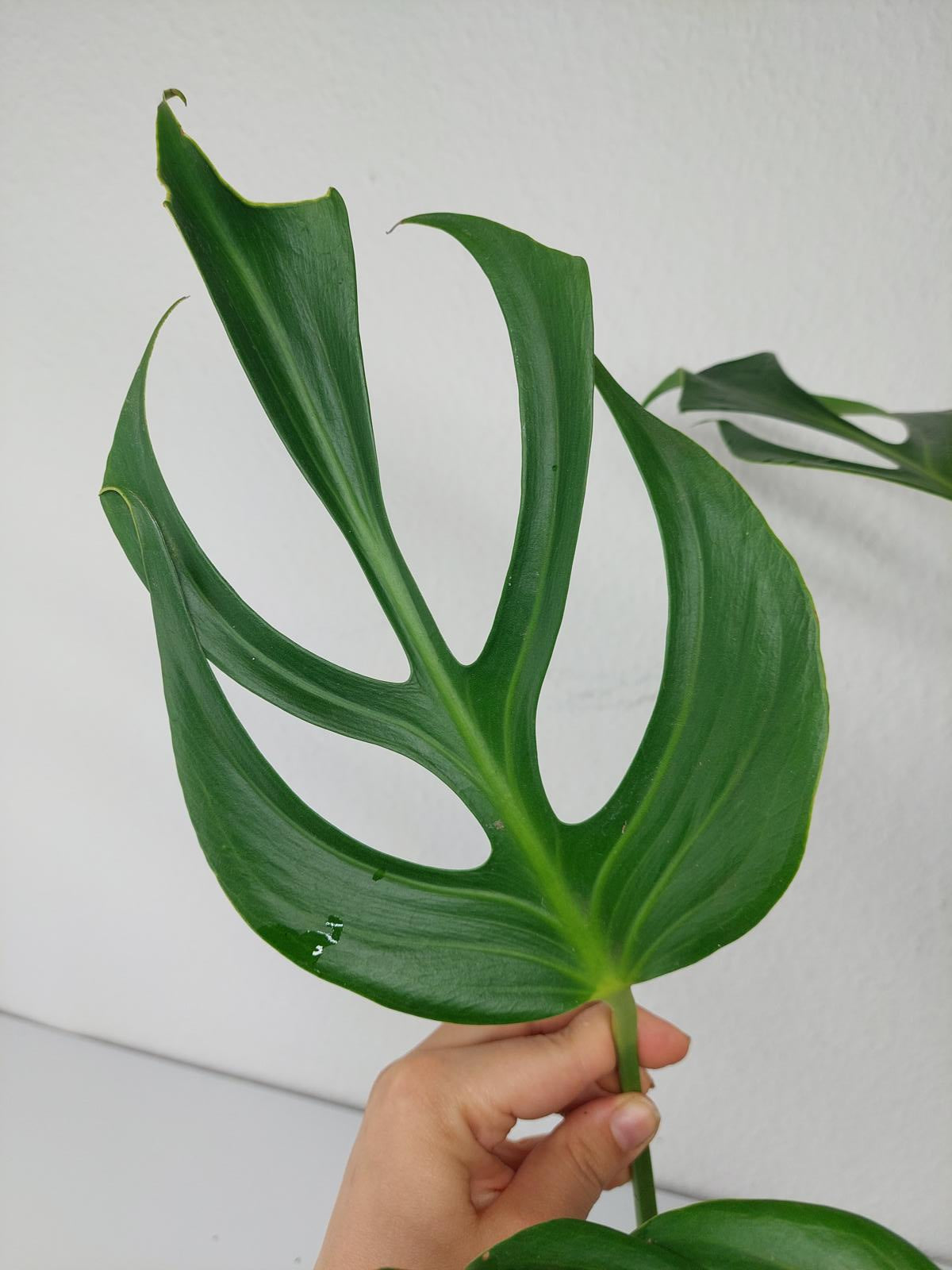 Monstera Burle Marx Flame