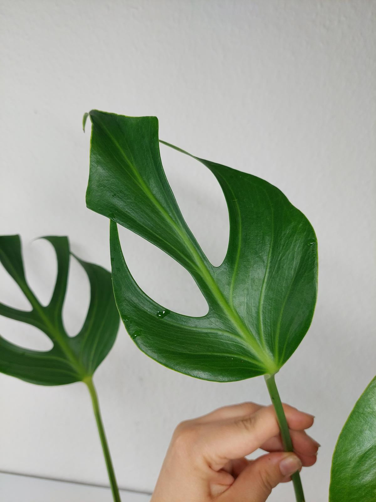 Monstera Burle Marx Flame