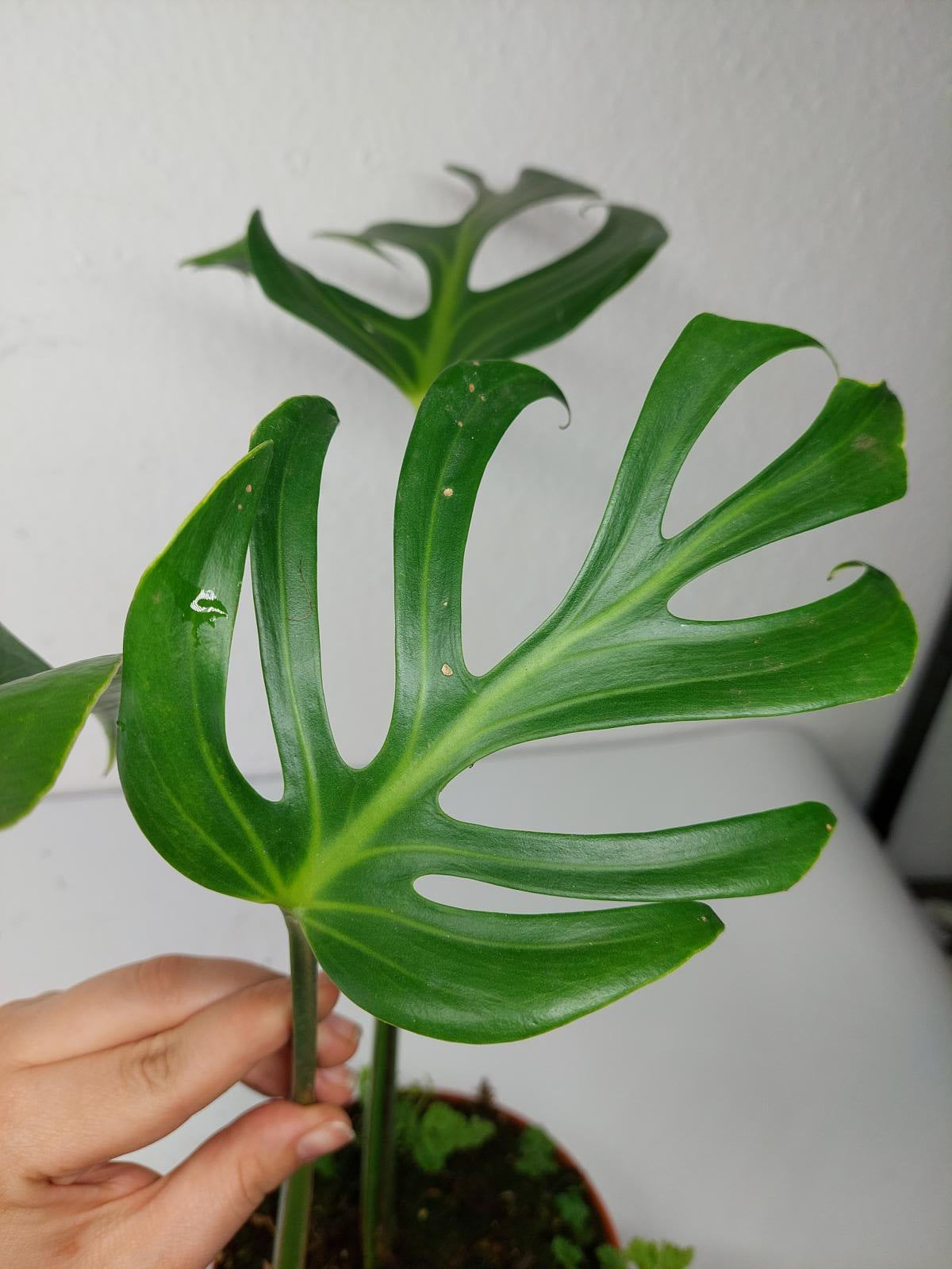 Monstera Burle Marx Flame