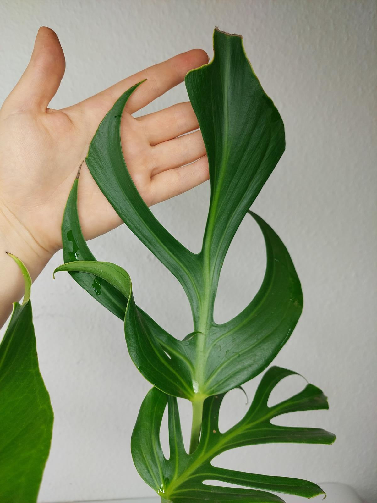 Monstera Burle Marx Flame