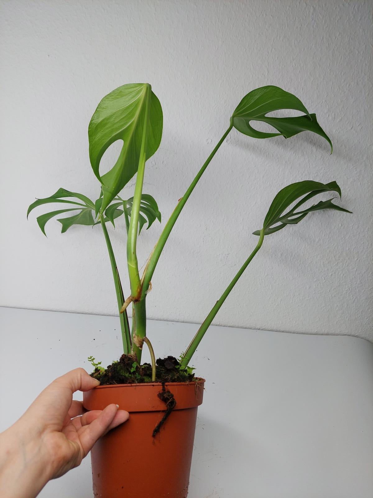Monstera Burle Marx Flame
