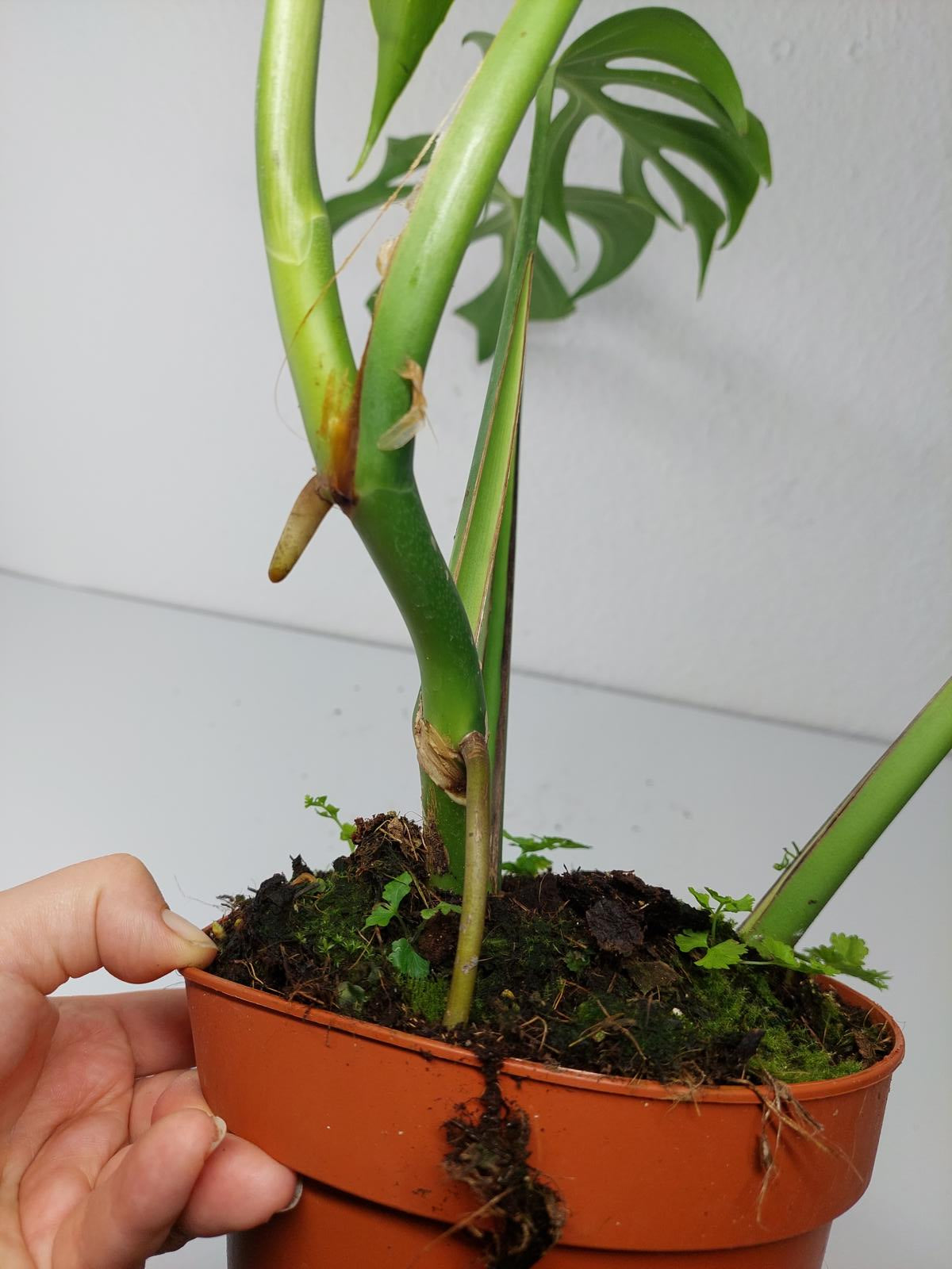 Monstera Burle Marx Flame