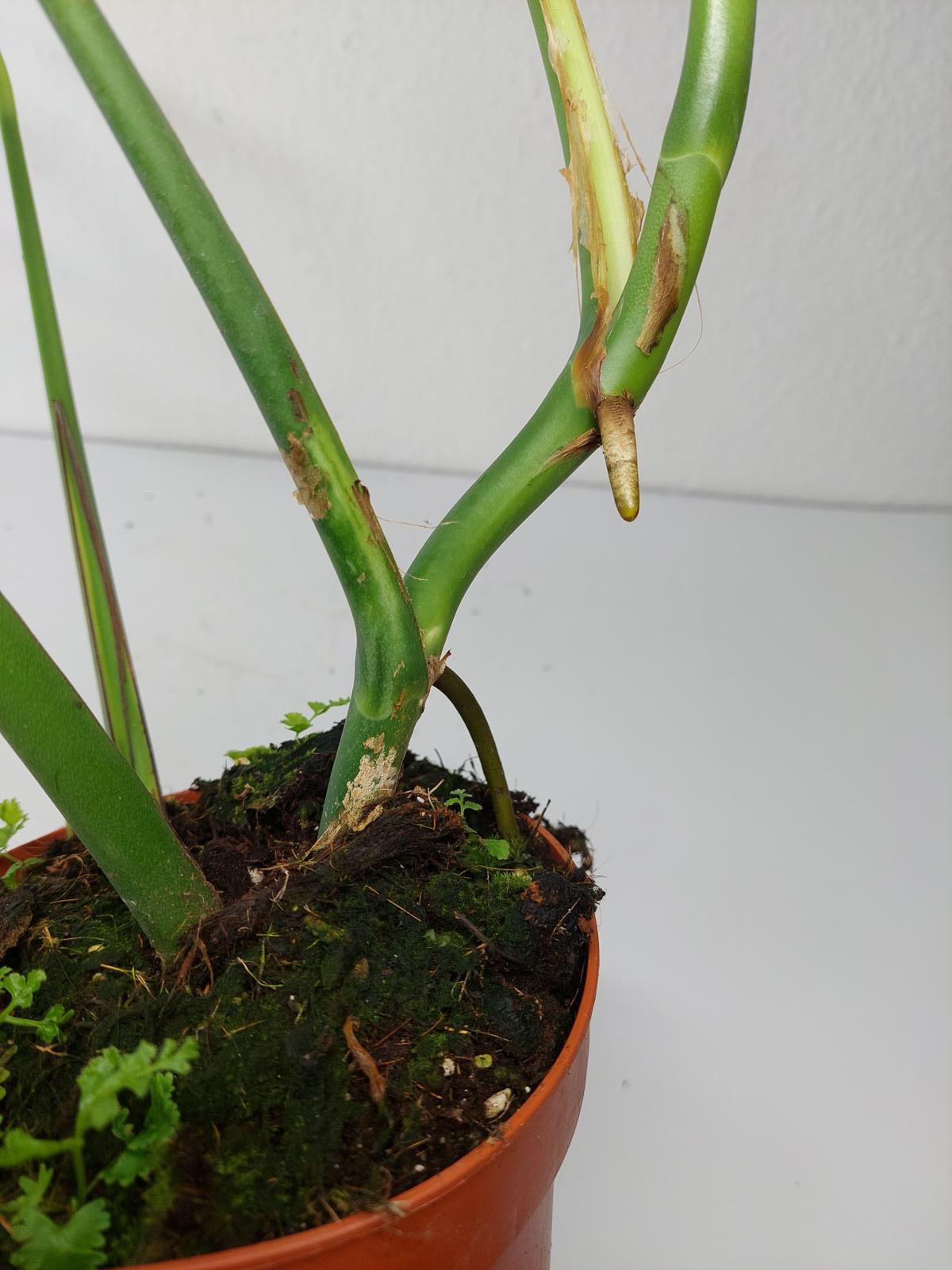 Monstera Burle Marx Flame