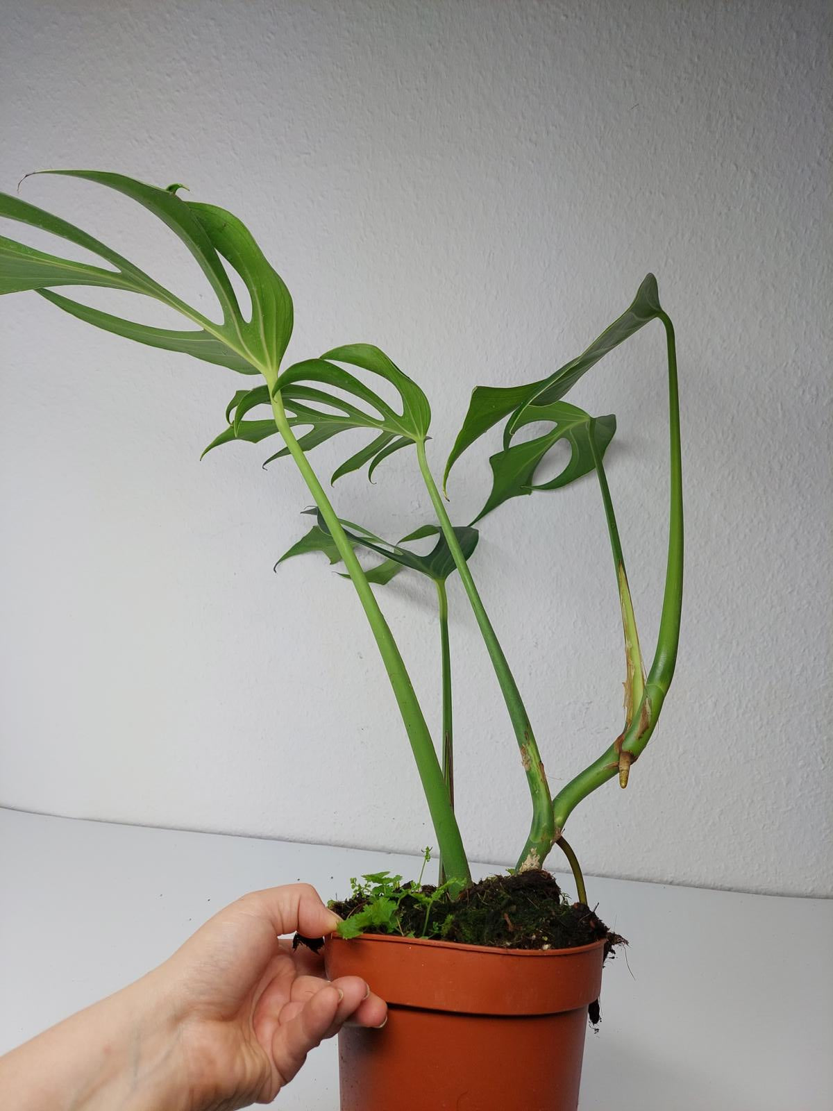 Monstera Burle Marx Flame