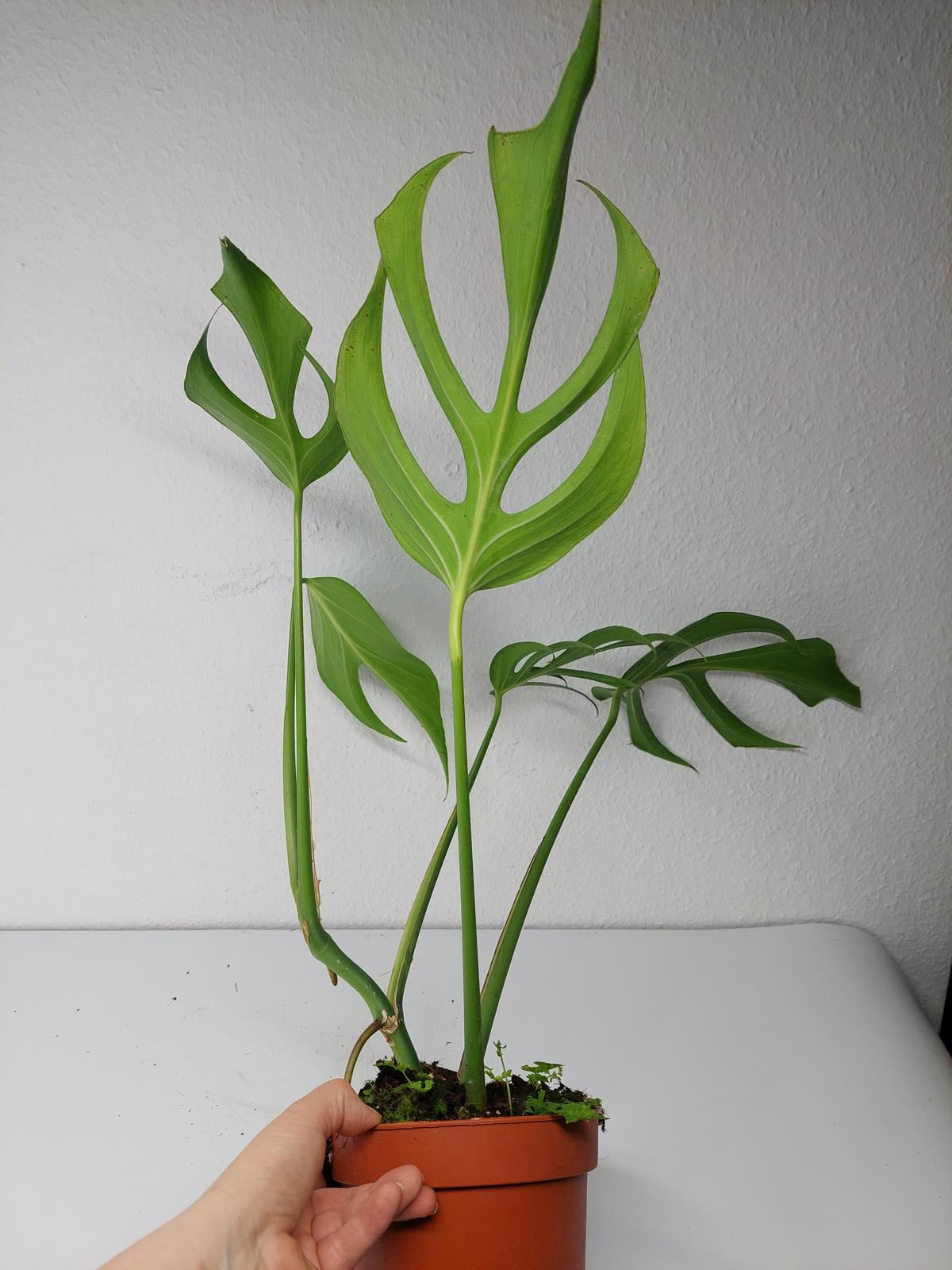 Monstera Burle Marx Flame