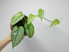 Monstera Siltepecana El Salvador