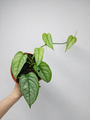Monstera Siltepecana El Salvador