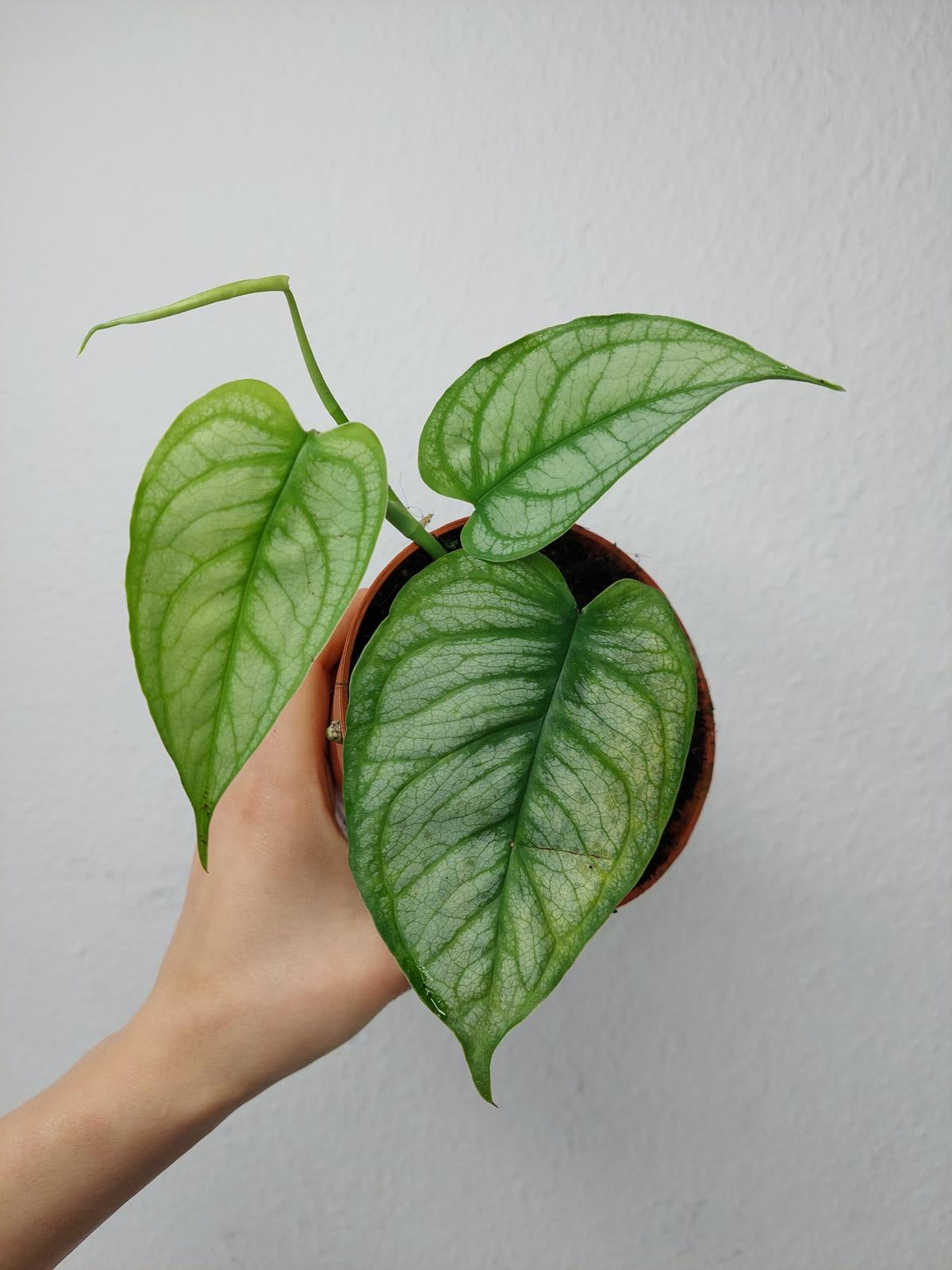 Monstera Siltepecana El Salvador