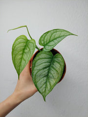 Monstera Siltepecana El Salvador