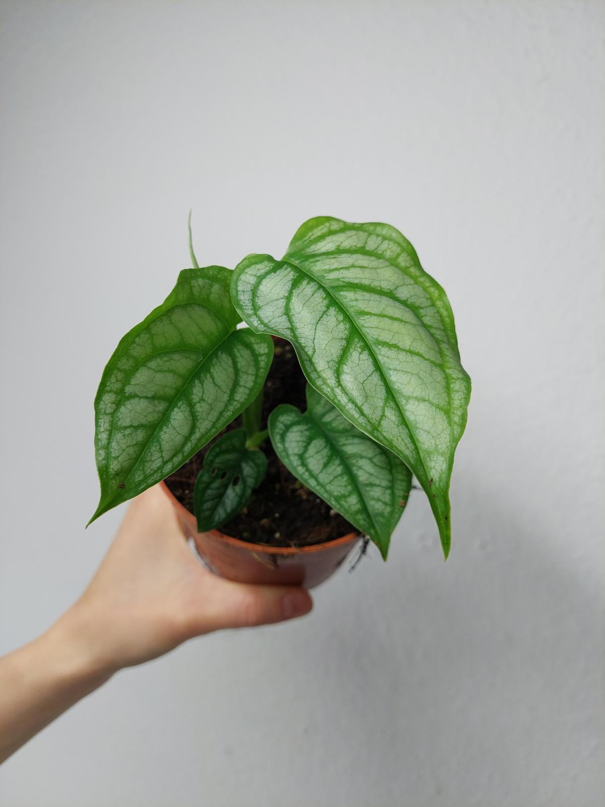 Monstera Siltepecana El Salvador