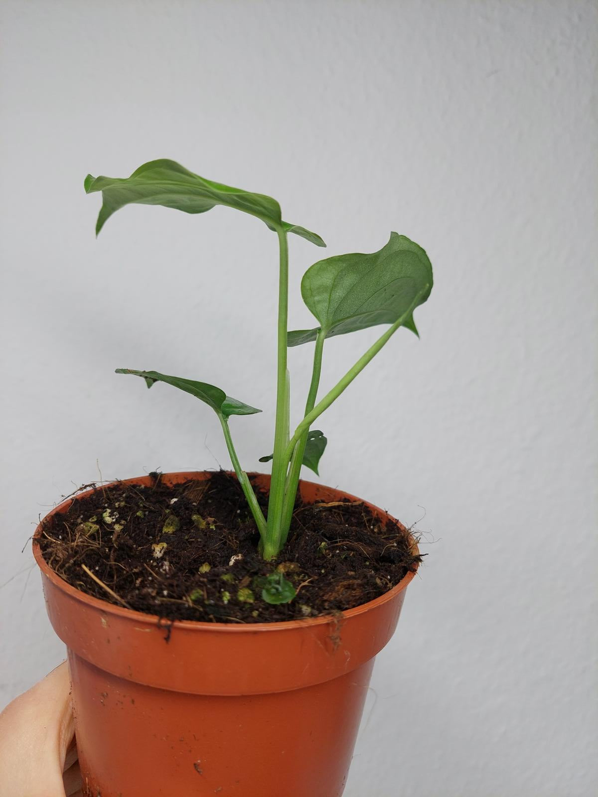 Monstera Siltepecana El Salvador