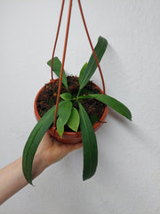 Anthurium Vittarifolium