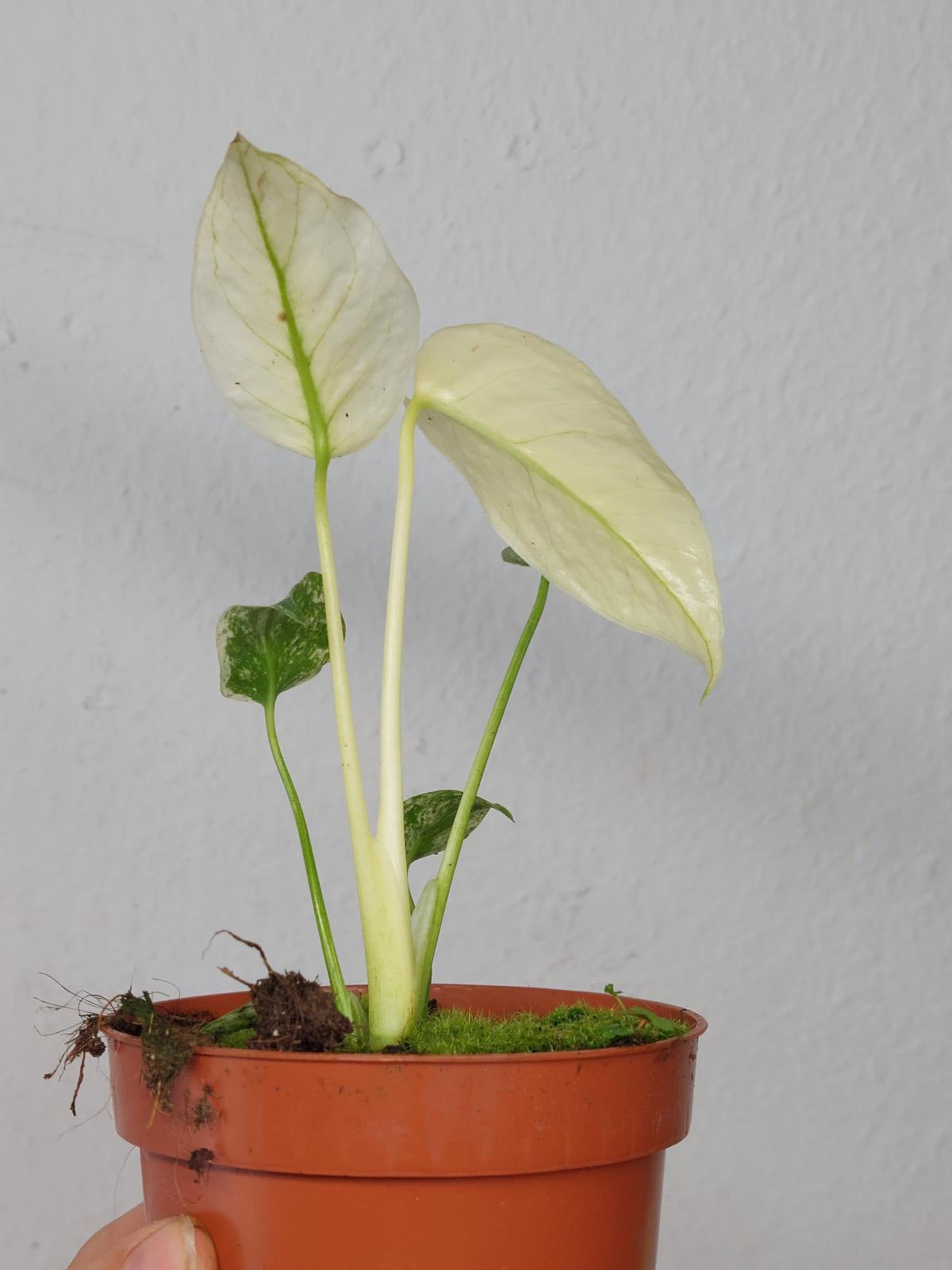 Monstera Mint