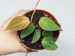 Philodendron Micans Variegata
