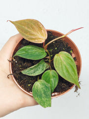 Philodendron Micans Variegata