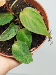 Philodendron Micans Variegata