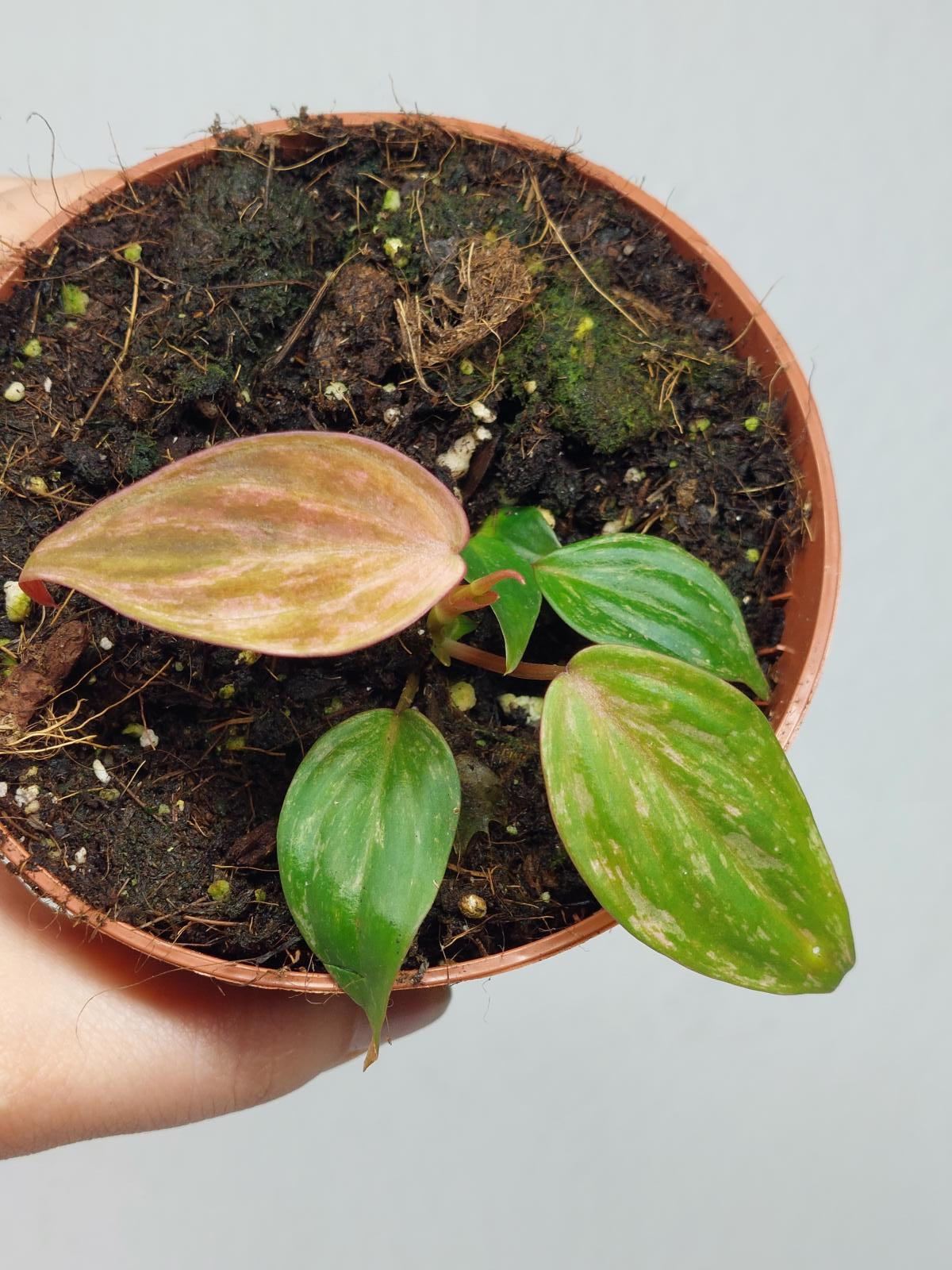 Philodendron Micans Variegata