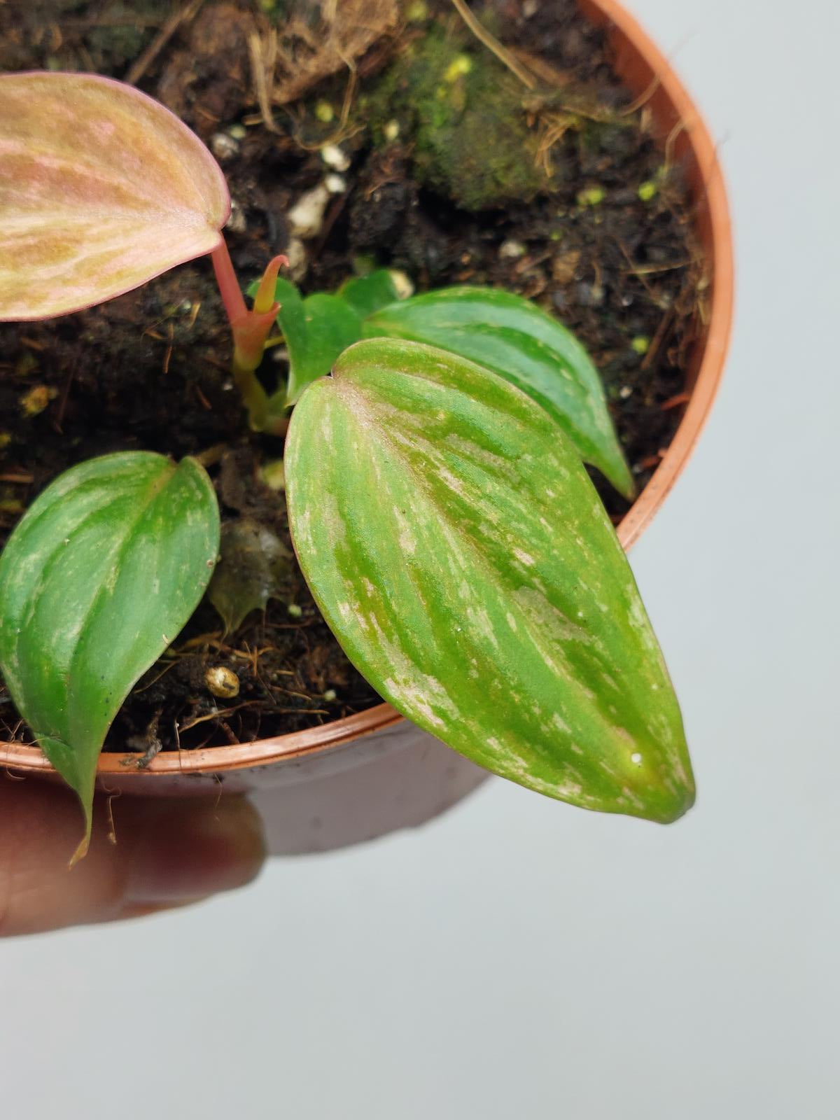 Philodendron Micans Variegata