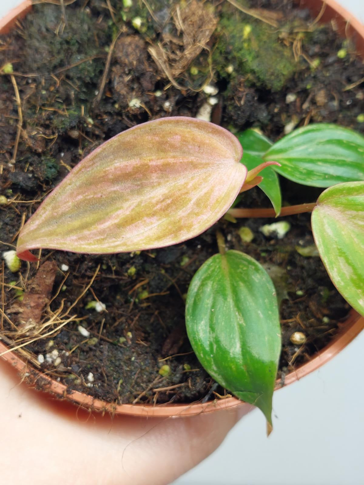Philodendron Micans Variegata