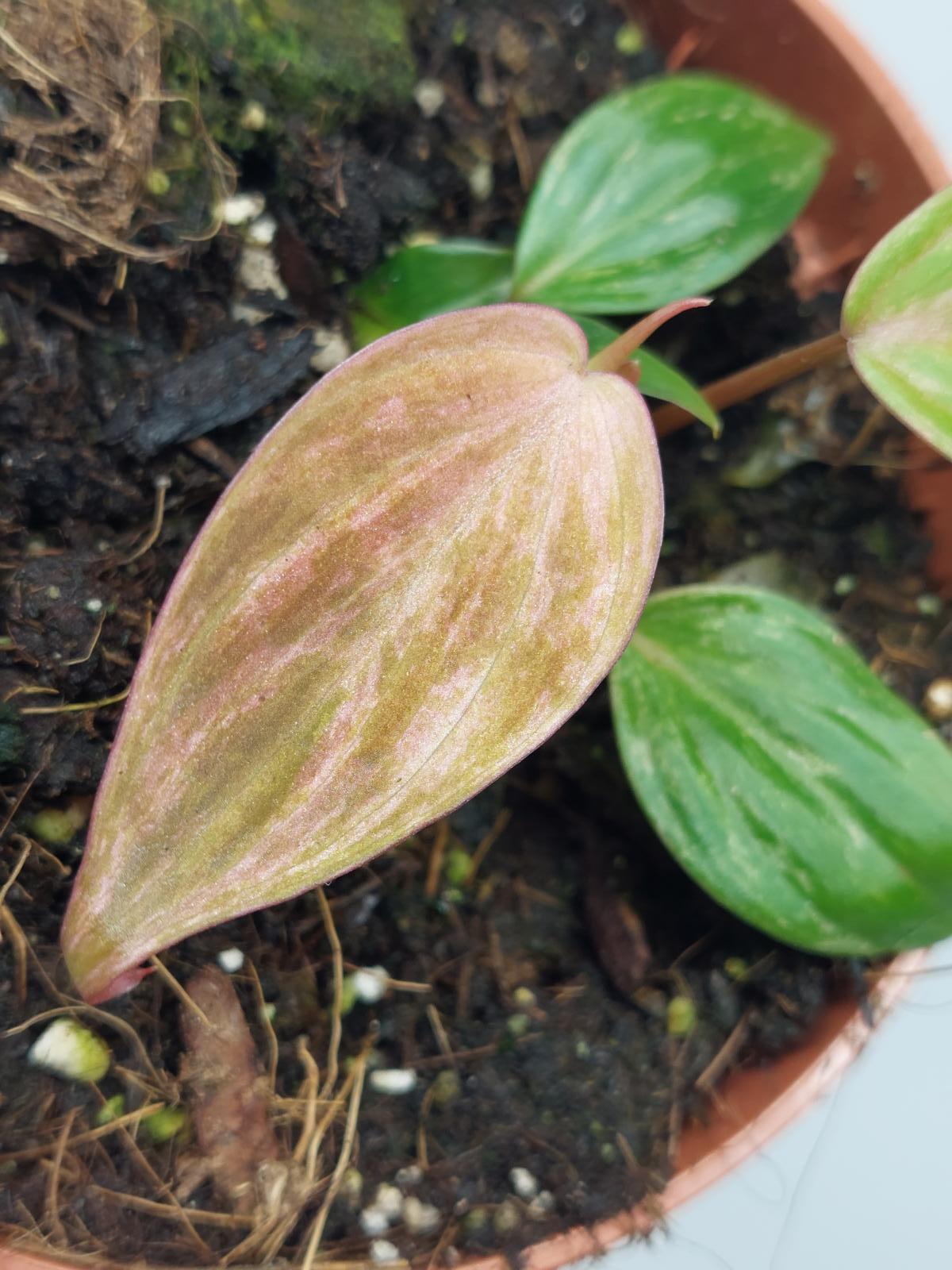 Philodendron Micans Variegata