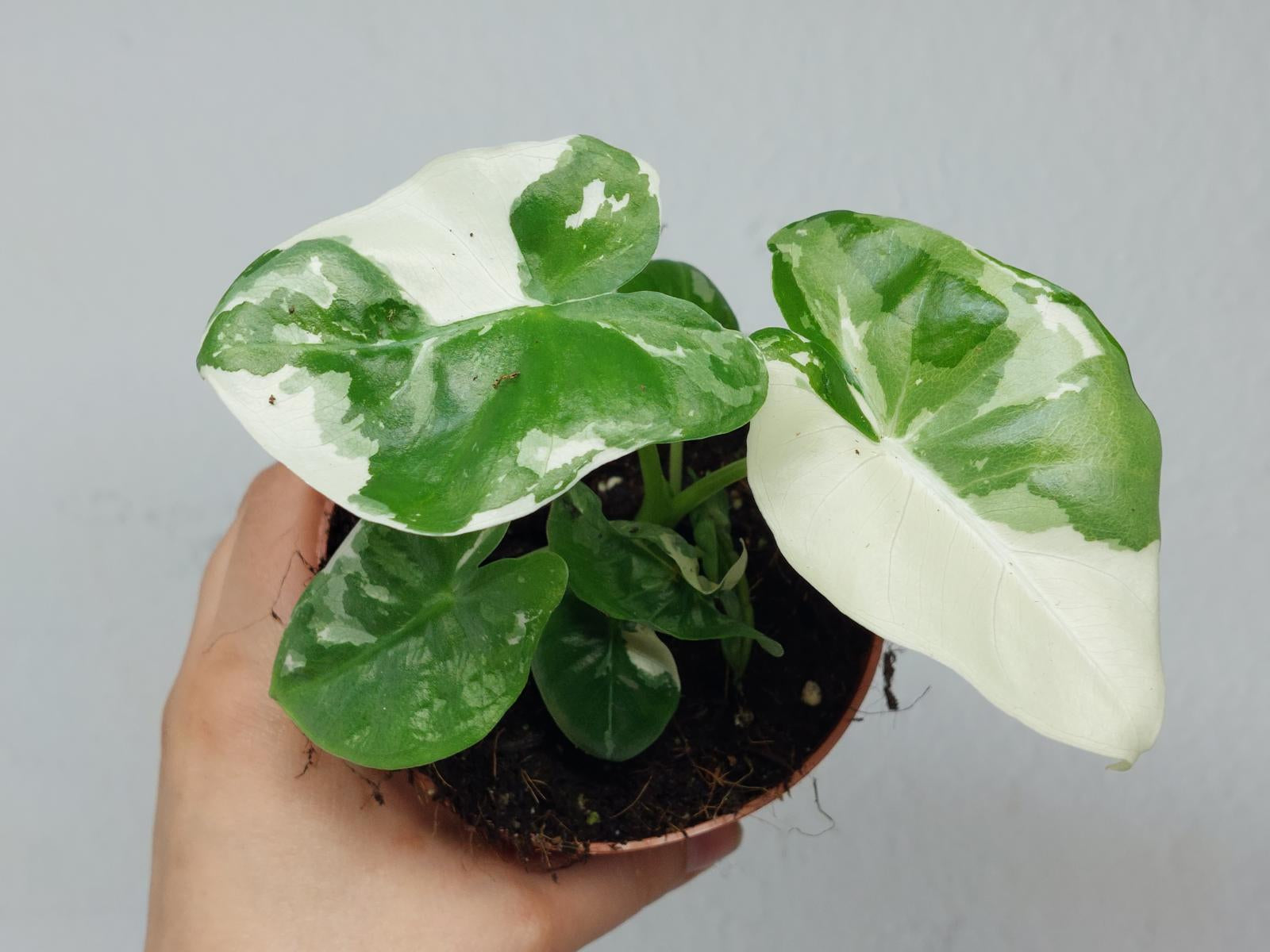 Alocasia Macrorrhiza Variegata