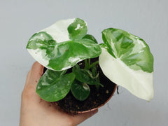 Alocasia Macrorrhiza Variegata