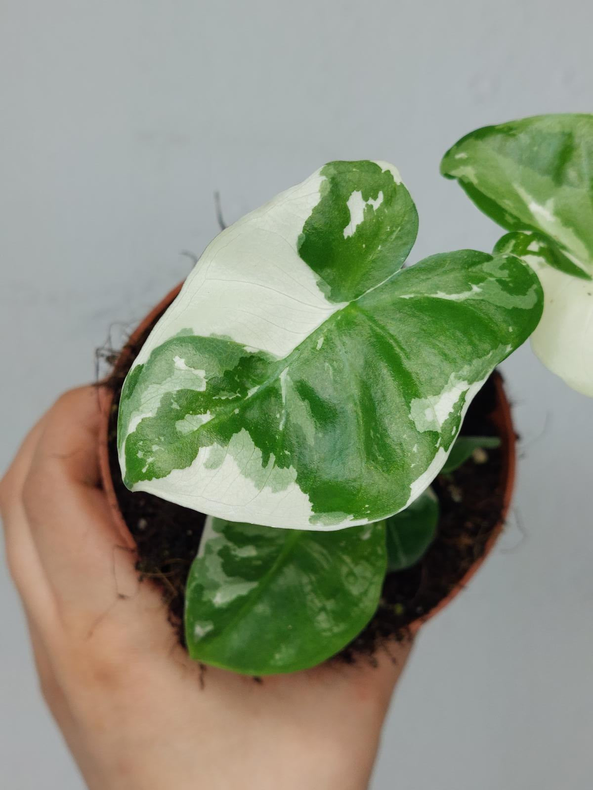 Alocasia Macrorrhiza Variegata