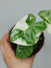 Alocasia Macrorrhiza Variegata
