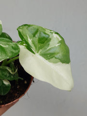Alocasia Macrorrhiza Variegata