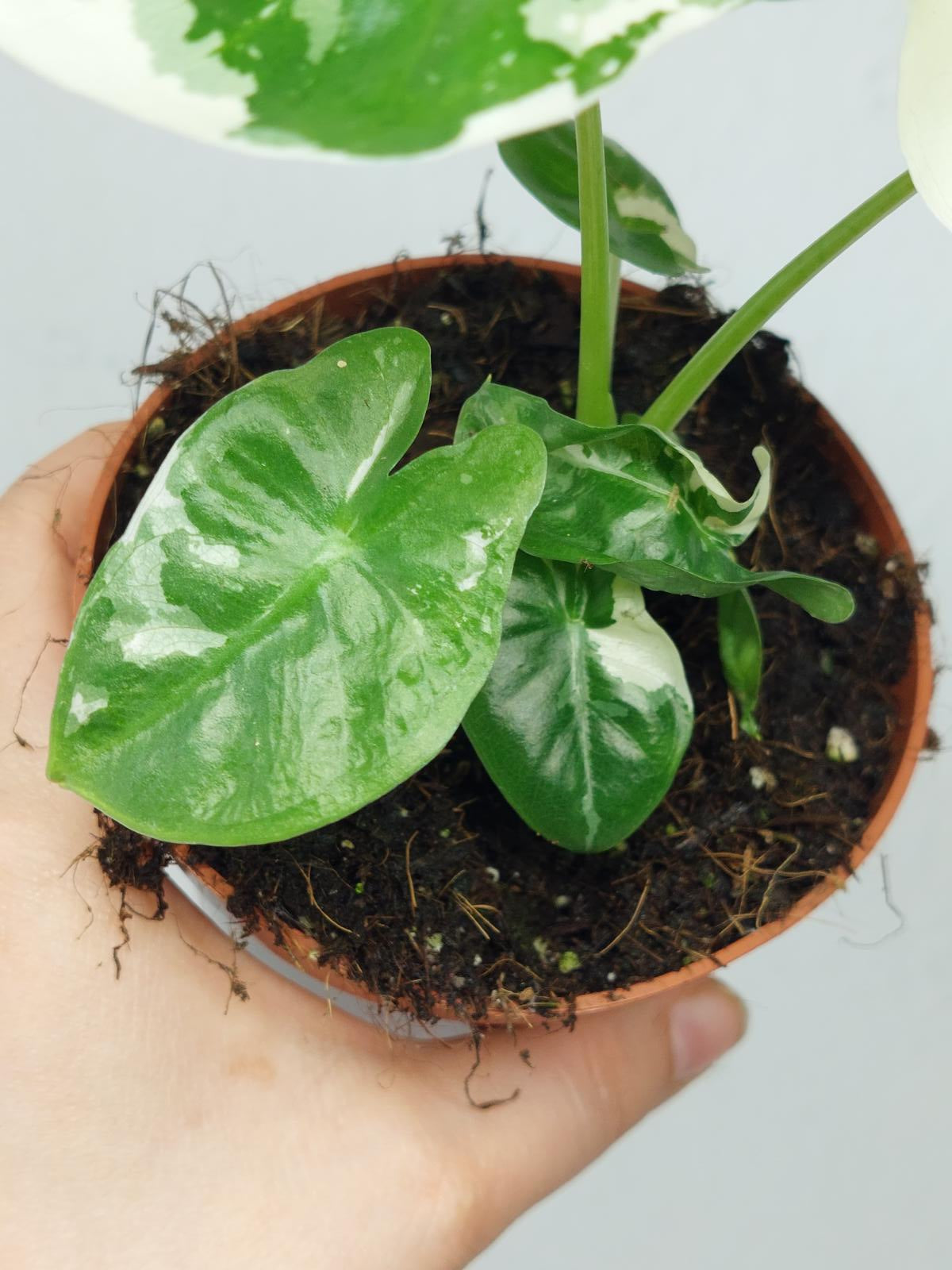 Alocasia Macrorrhiza Variegata