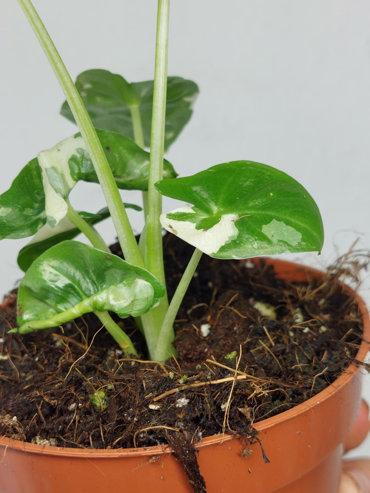 Alocasia Macrorrhiza Variegata
