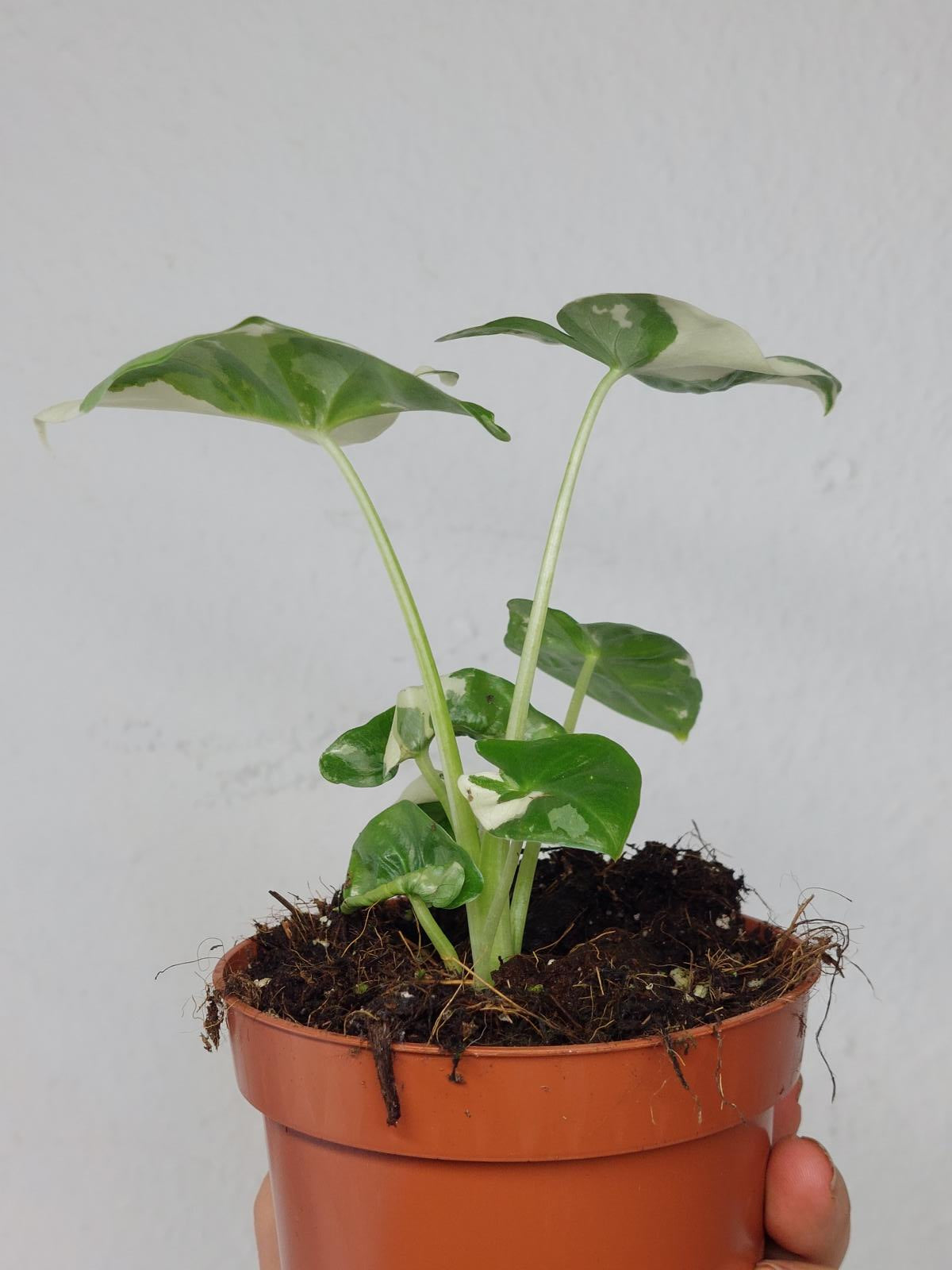 Alocasia Macrorrhiza Variegata