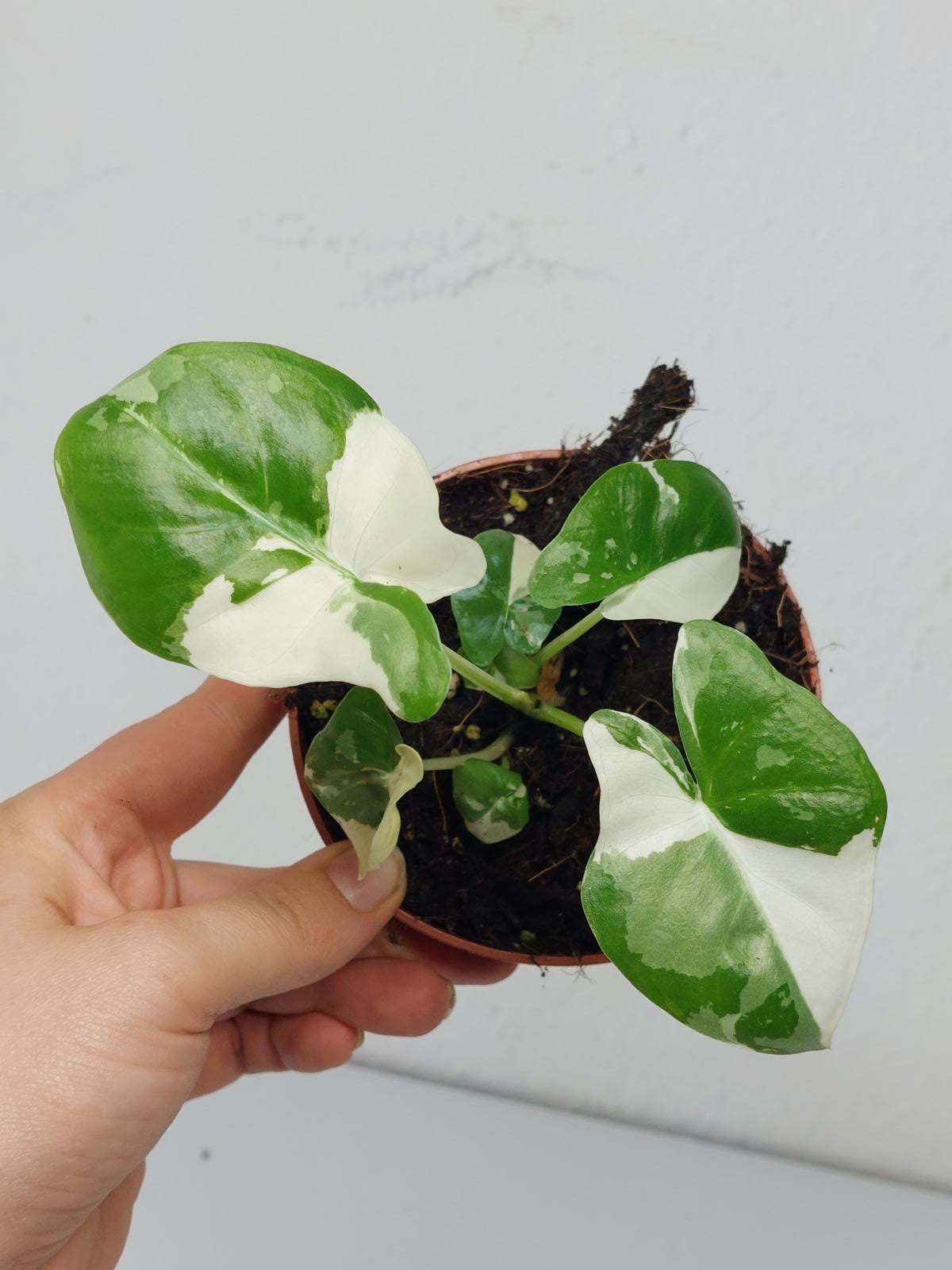 Alocasia Macrorrhiza Variegata