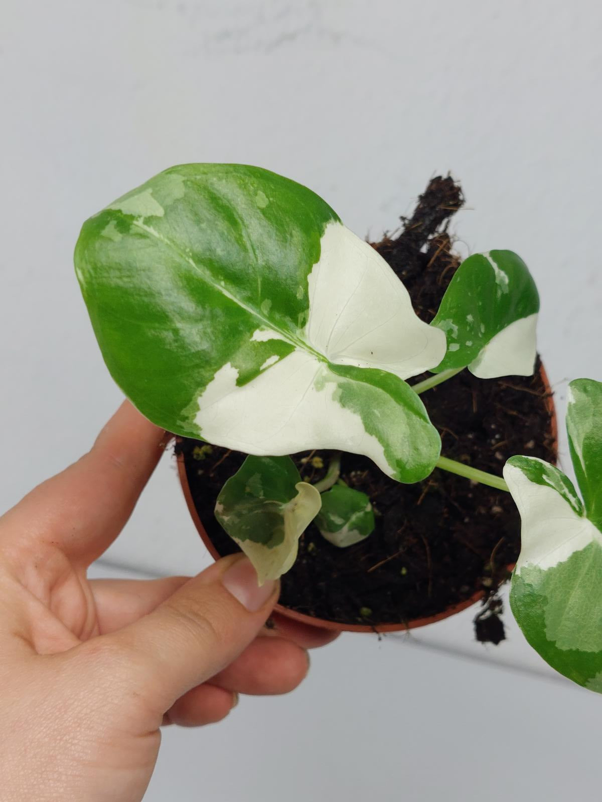 Alocasia Macrorrhiza Variegata