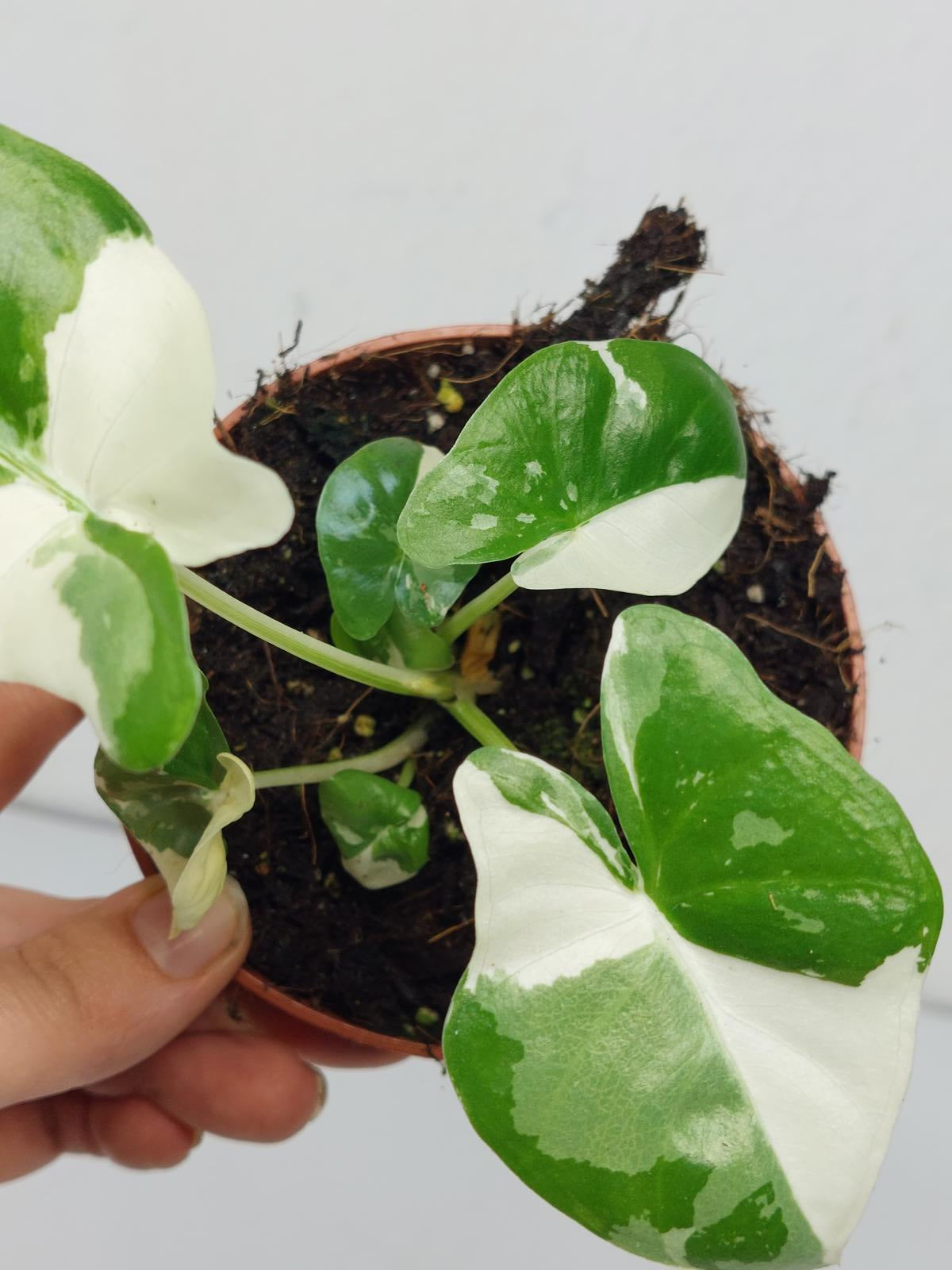 Alocasia Macrorrhiza Variegata