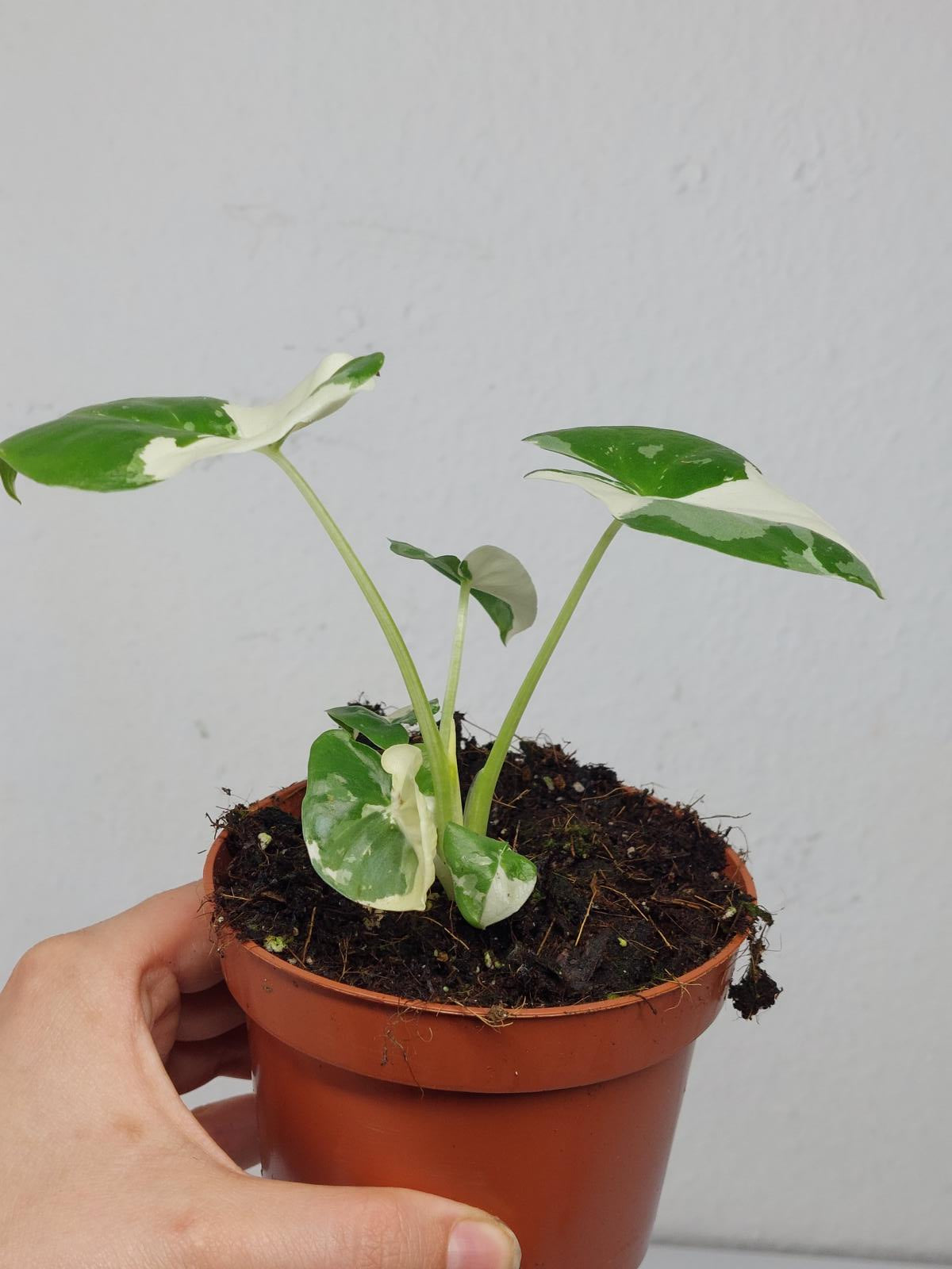 Alocasia Macrorrhiza Variegata