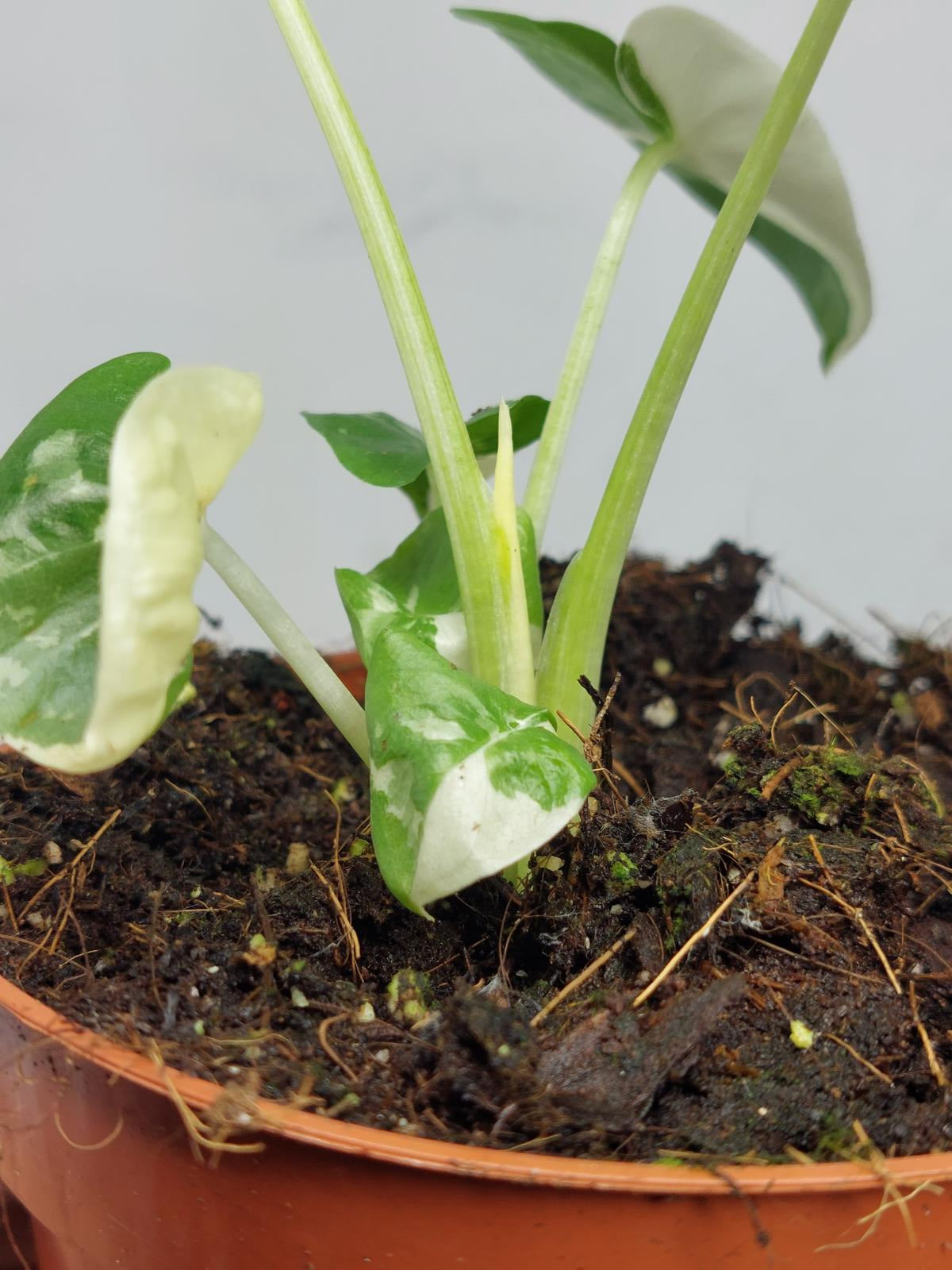 Alocasia Macrorrhiza Variegata