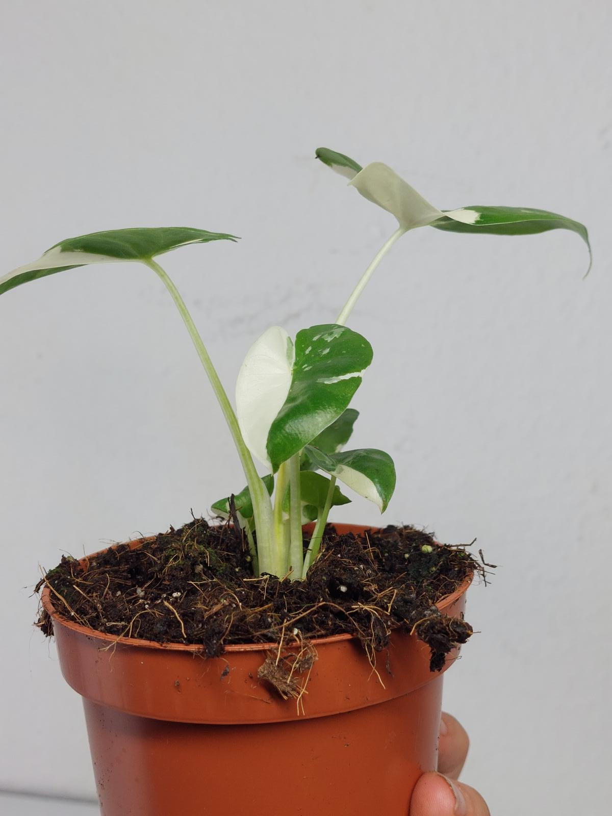 Alocasia Macrorrhiza Variegata